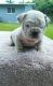 English Bulldog Puppies for sale in Reality Rd, Northwest Aroostook, ME, USA. price: NA