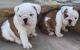 English Bulldog Puppies for sale in Arvada, WY 82831, USA. price: NA