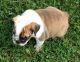 English Bulldog Puppies for sale in Albany, VT, USA. price: NA