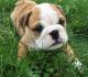 English Bulldog Puppies for sale in Alburg, VT, USA. price: NA