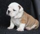 English Bulldog Puppies for sale in Alberton, MT 59820, USA. price: NA