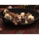 English Bulldog Puppies for sale in Shreveport, LA, USA. price: NA