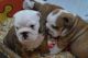 English Bulldog Puppies for sale in Alaska, USA. price: NA