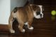 English Bulldog Puppies for sale in Arbon, ID 83212, USA. price: NA