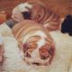 English Bulldog Puppies for sale in McKinney, TX, USA. price: NA