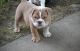 English Bulldog Puppies for sale in Alamo, NV 89001, USA. price: NA
