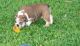 English Bulldog Puppies for sale in Provo, UT, USA. price: NA