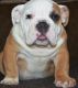 English Bulldog Puppies for sale in Alderson, WV 24910, USA. price: NA