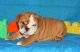 English Bulldog Puppies for sale in Chandler, AZ, USA. price: $280