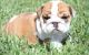 English Bulldog Puppies for sale in Arco, ID 83213, USA. price: NA