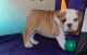 English Bulldog Puppies for sale in Albion, ID 83311, USA. price: NA