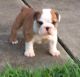 English Bulldog Puppies for sale in Austin, IN 47102, USA. price: NA