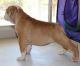 English Bulldog Puppies for sale in Amado, AZ, USA. price: NA