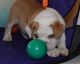 English Bulldog Puppies for sale in Bedford, KY 40006, USA. price: NA