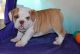 English Bulldog Puppies for sale in Adel, IA 50003, USA. price: $290