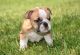 English Bulldog Puppies for sale in Alberta, MN 56207, USA. price: NA