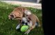 English Bulldog Puppies for sale in Brandon, FL, USA. price: NA