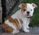 English Bulldog Puppies for sale in New Mexico, USA. price: NA
