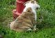 English Bulldog Puppies for sale in Coral Springs, FL, USA. price: NA