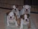 English Bulldog Puppies for sale in Yonkers, NY, USA. price: NA
