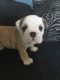 English Bulldog Puppies for sale in Aladdin, WY 82710, USA. price: NA