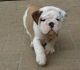 English Bulldog Puppies for sale in Blue Springs, MO, USA. price: NA