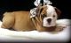English Bulldog Puppies for sale in Alco, AR 72680, USA. price: $200