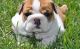 English Bulldog Puppies for sale in Bethany Beach, DE, USA. price: NA