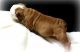 English Bulldog Puppies for sale in Albert City, IA 50510, USA. price: NA
