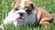 English Bulldog Puppies for sale in Algoma, MS 38863, USA. price: NA