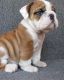English Bulldog Puppies for sale in Beaver Creek, MN 56116, USA. price: NA
