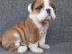 English Bulldog Puppies for sale in Albert City, IA 50510, USA. price: NA