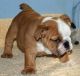 English Bulldog Puppies for sale in Arvada, CO, USA. price: NA