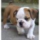 English Bulldog Puppies for sale in Agricola, MS 39452, USA. price: NA