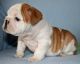 English Bulldog Puppies for sale in Agricola, MS 39452, USA. price: NA