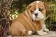 English Bulldog Puppies for sale in Accoville, WV, USA. price: NA