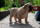 English Bulldog Puppies for sale in Fruitvale, CO 81504, USA. price: NA