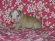 English Bulldog Puppies for sale in Arvada, CO, USA. price: NA