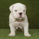 English Bulldog Puppies for sale in Springfield, IL, USA. price: NA