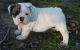 English Bulldog Puppies for sale in Fort Wayne, IN, USA. price: NA