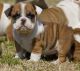 English Bulldog Puppies for sale in Akhiok, AK 99615, USA. price: NA