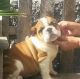 English Bulldog Puppies for sale in Mesquite, TX, USA. price: NA