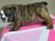English Bulldog Puppies for sale in Durham, NC, USA. price: NA