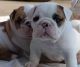 English Bulldog Puppies for sale in La Luz, NM, USA. price: NA