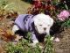 English Bulldog Puppies for sale in Chickaloon, AK, USA. price: NA