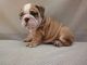 English Bulldog Puppies for sale in Gustavus, AK 99826, USA. price: NA