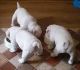 English Bulldog Puppies for sale in Egegik, AK, USA. price: NA