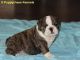 English Bulldog Puppies for sale in Mountain Village, AK 99632, USA. price: NA