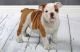 English Bulldog Puppies for sale in Mesa, AZ, USA. price: NA
