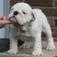 English Bulldog Puppies for sale in Knoxville, AR, USA. price: NA